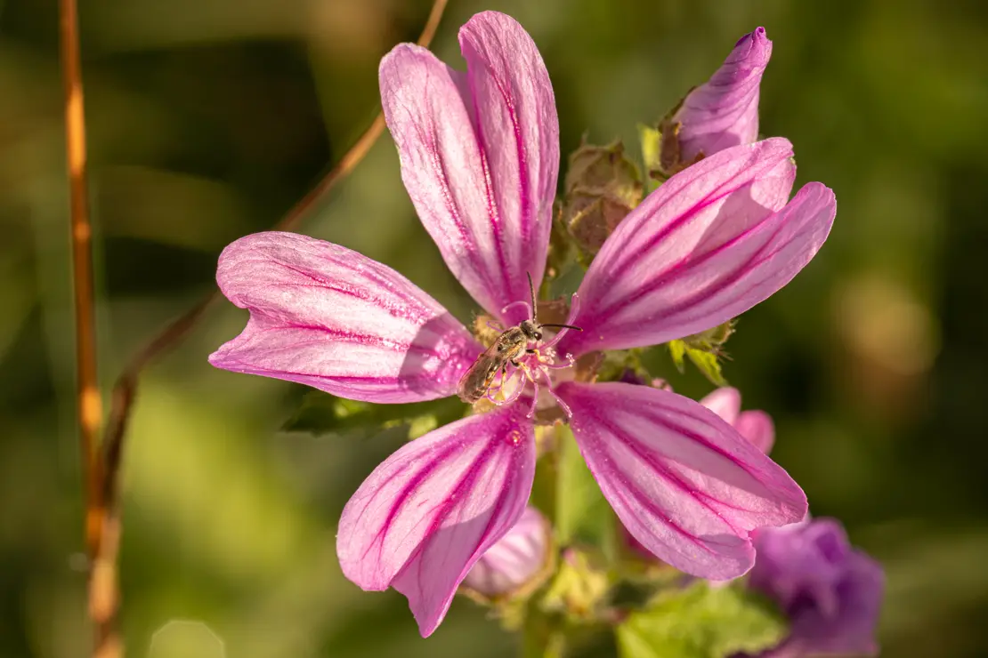 Wilde Malve (Malva sylvestris) [2]